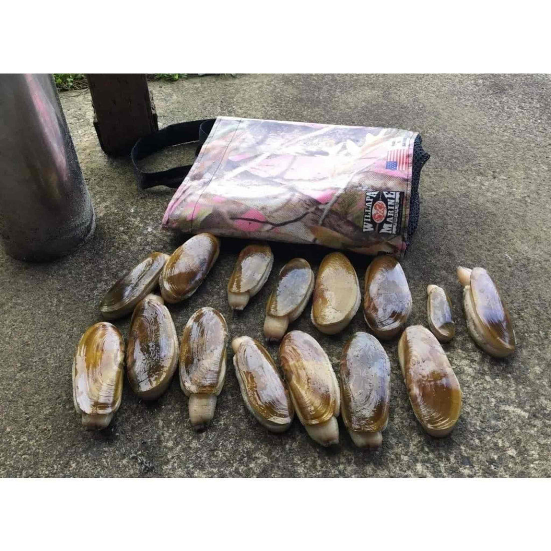 Seven Day Razor Clam Dig Approved - Willapa Marine & Outdoor