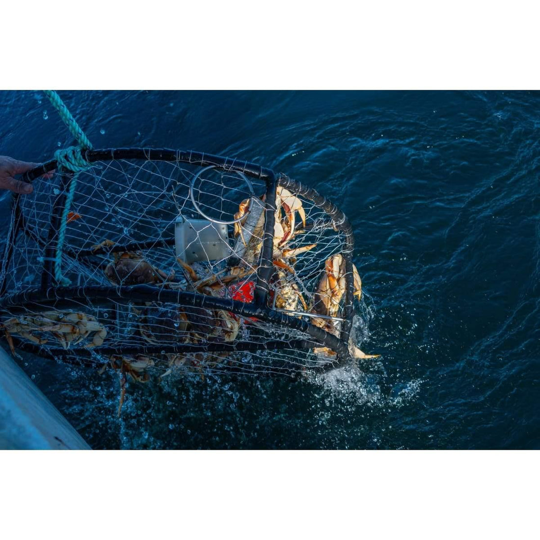 Puget Sound Recreational Crab Season - Willapa Marine & Outdoor