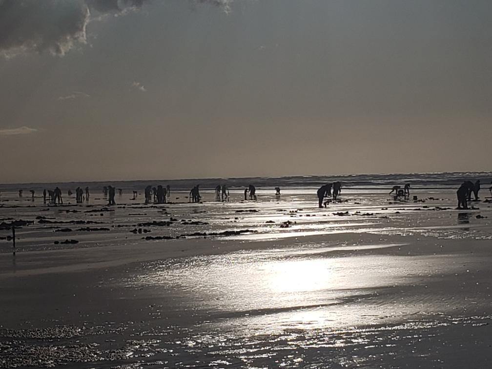 Thanksgiving Holiday Clam Digs - Willapa Marine & Outdoor