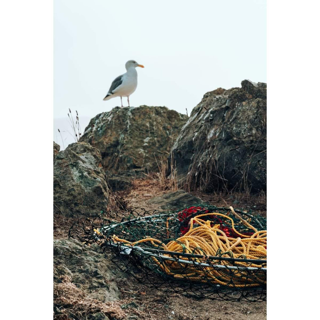 Winter Recreational Crabbing - Willapa Marine & Outdoor