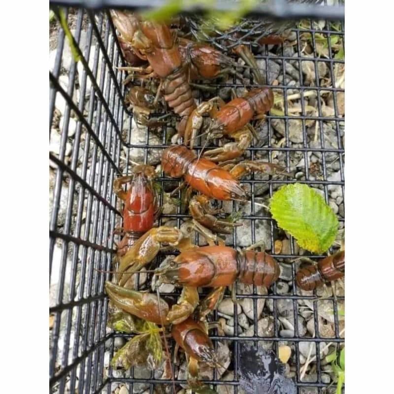 Willapa's Crawfish Trap - Willapa Marine & Outdoor