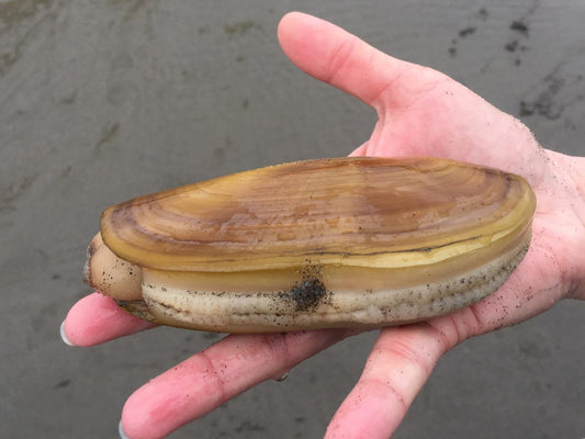 Early Fall Razor Clam Digs Scheduled On Long Beach - Willapa Marine & Outdoor